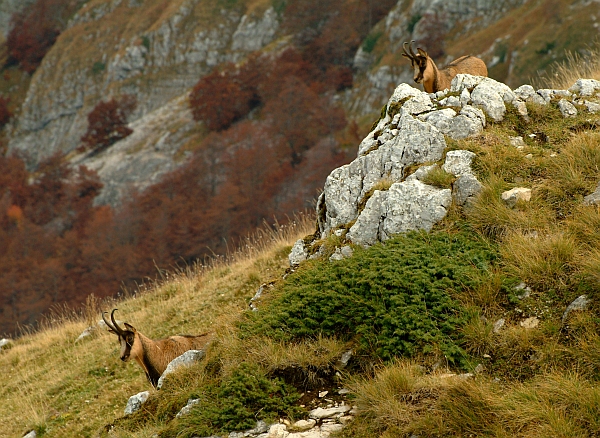 Camoscio d''Abruzzo Rupicapra pyrenaica ornata